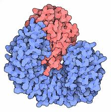 Ribonuclease