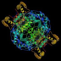 5'-Nucleotidase