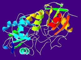 Peroxidase