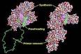 DNA polymerase