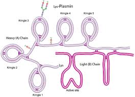 Plasmin