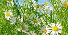 Chamomile flower extract